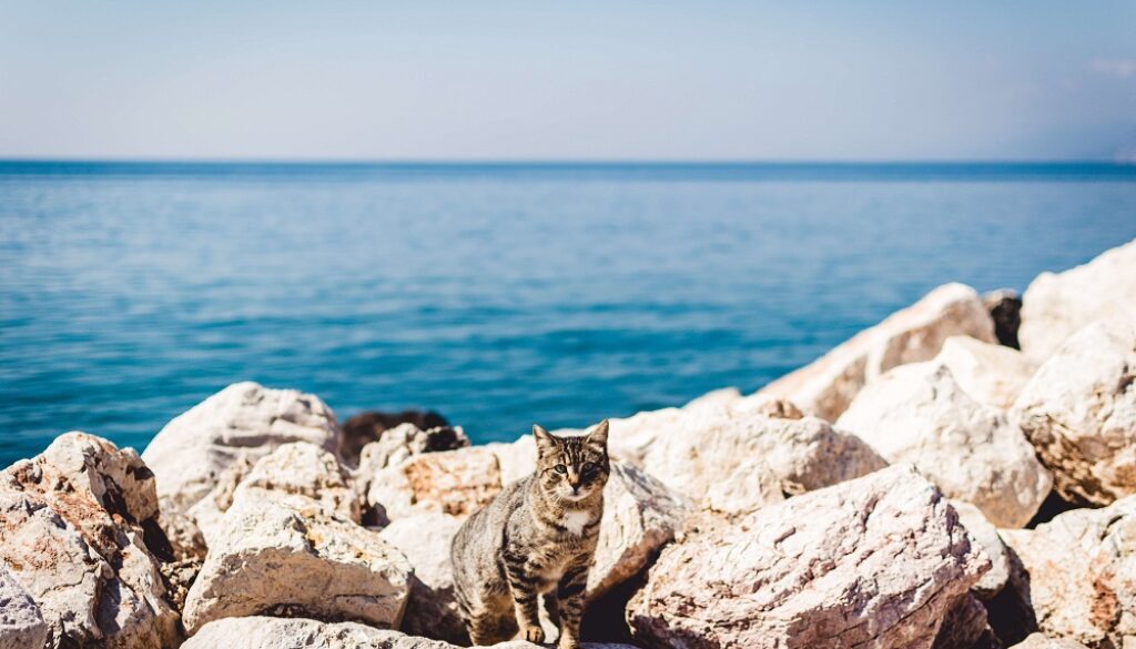 jason-blackeye-TvqXq0jH3Wk-unsplash (1)